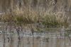 Water Pipit at Vange Marsh (RSPB) (Mike Bailey) (69857 bytes)